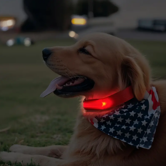 LED Glow Dog Collar – Keep Your Pet Safe & Visible at Night